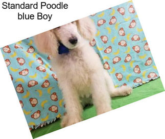 Standard Poodle \