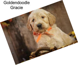 Goldendoodle Gracie