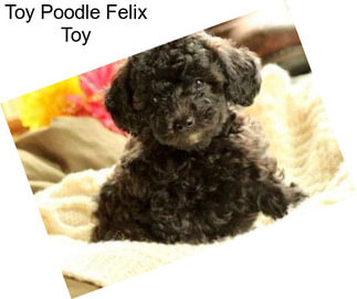 Toy Poodle Felix Toy