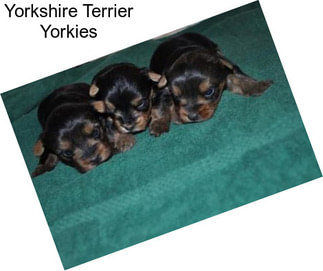 Yorkshire Terrier Yorkies