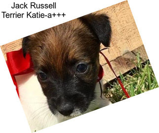 Jack Russell Terrier Katie-a+++