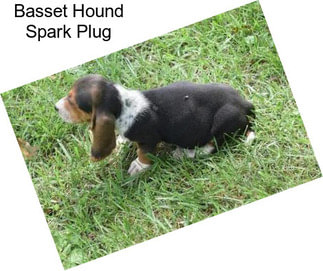 Basset Hound Spark Plug