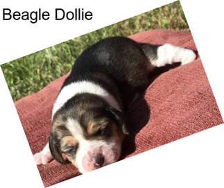 Beagle Dollie