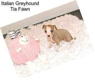 Italian Greyhound Tia Fawn