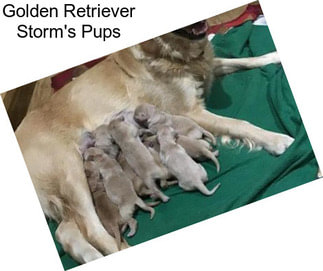 Golden Retriever Storm\'s Pups