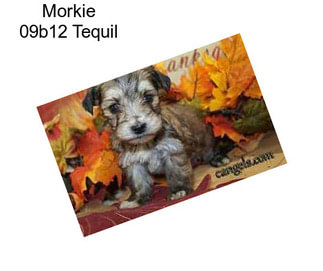 Morkie 09b12 Tequil