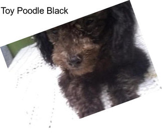 Toy Poodle Black