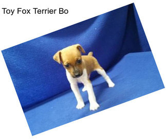 Toy Fox Terrier Bo