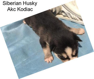 Siberian Husky Akc Kodiac