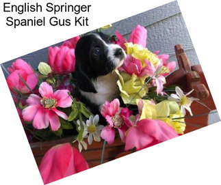 English Springer Spaniel Gus Kit