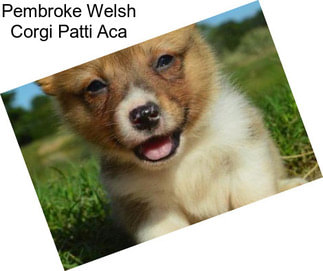 Pembroke Welsh Corgi Patti Aca