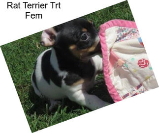 Rat Terrier Trt Fem