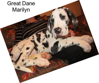 Great Dane Marilyn