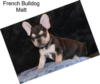 French Bulldog Matt