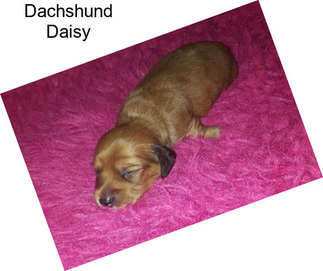 Dachshund Daisy