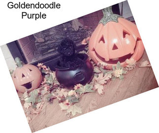 Goldendoodle Purple