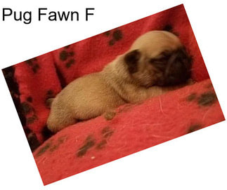 Pug Fawn F