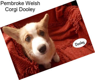 Pembroke Welsh Corgi Dooley