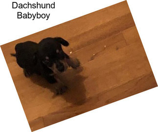 Dachshund Babyboy