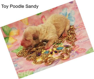 Toy Poodle Sandy