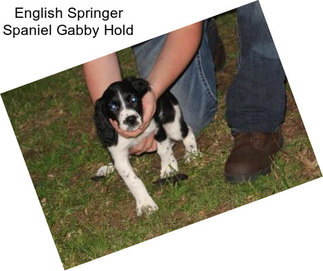 English Springer Spaniel Gabby Hold