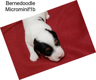Bernedoodle Microminif1b