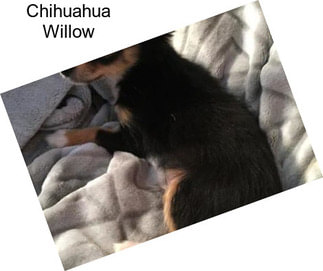Chihuahua Willow