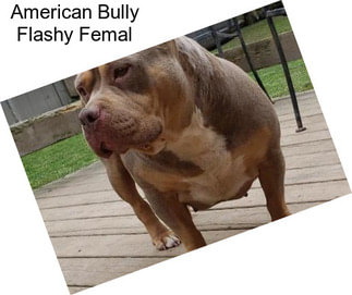 American Bully Flashy Femal