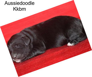 Aussiedoodle Kkbm