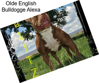 Olde English Bulldogge Alexa