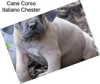 Cane Corso Italiano Chester