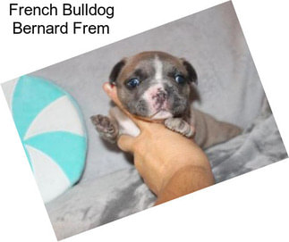 French Bulldog Bernard Frem