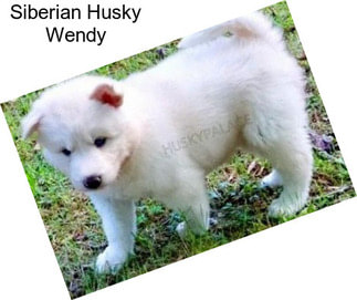 Siberian Husky Wendy