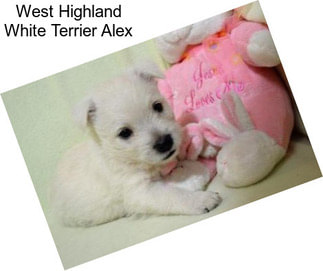 West Highland White Terrier Alex