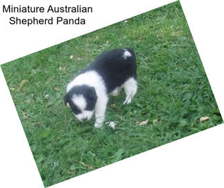 Miniature Australian Shepherd Panda