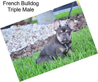 French Bulldog Triple Male