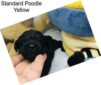 Standard Poodle Yellow