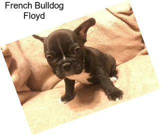 French Bulldog Floyd