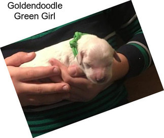 Goldendoodle Green Girl