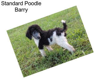 Standard Poodle Barry