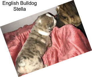 English Bulldog Stella