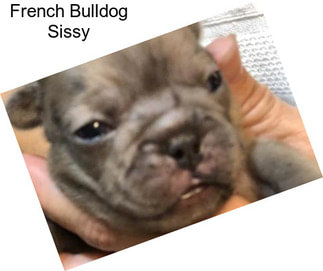 French Bulldog Sissy