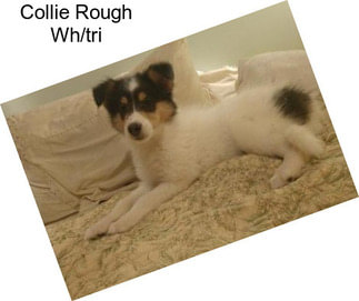 Collie Rough Wh/tri