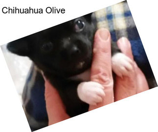 Chihuahua Olive