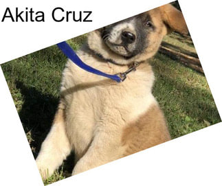 Akita Cruz