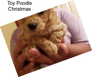 Toy Poodle Christmas