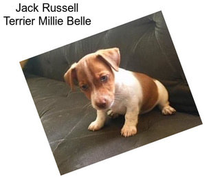 Jack Russell Terrier Millie Belle