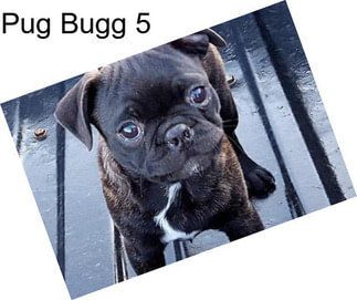 Pug Bugg 5