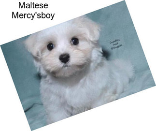 Maltese Mercy\'sboy