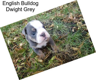 English Bulldog Dwight Grey